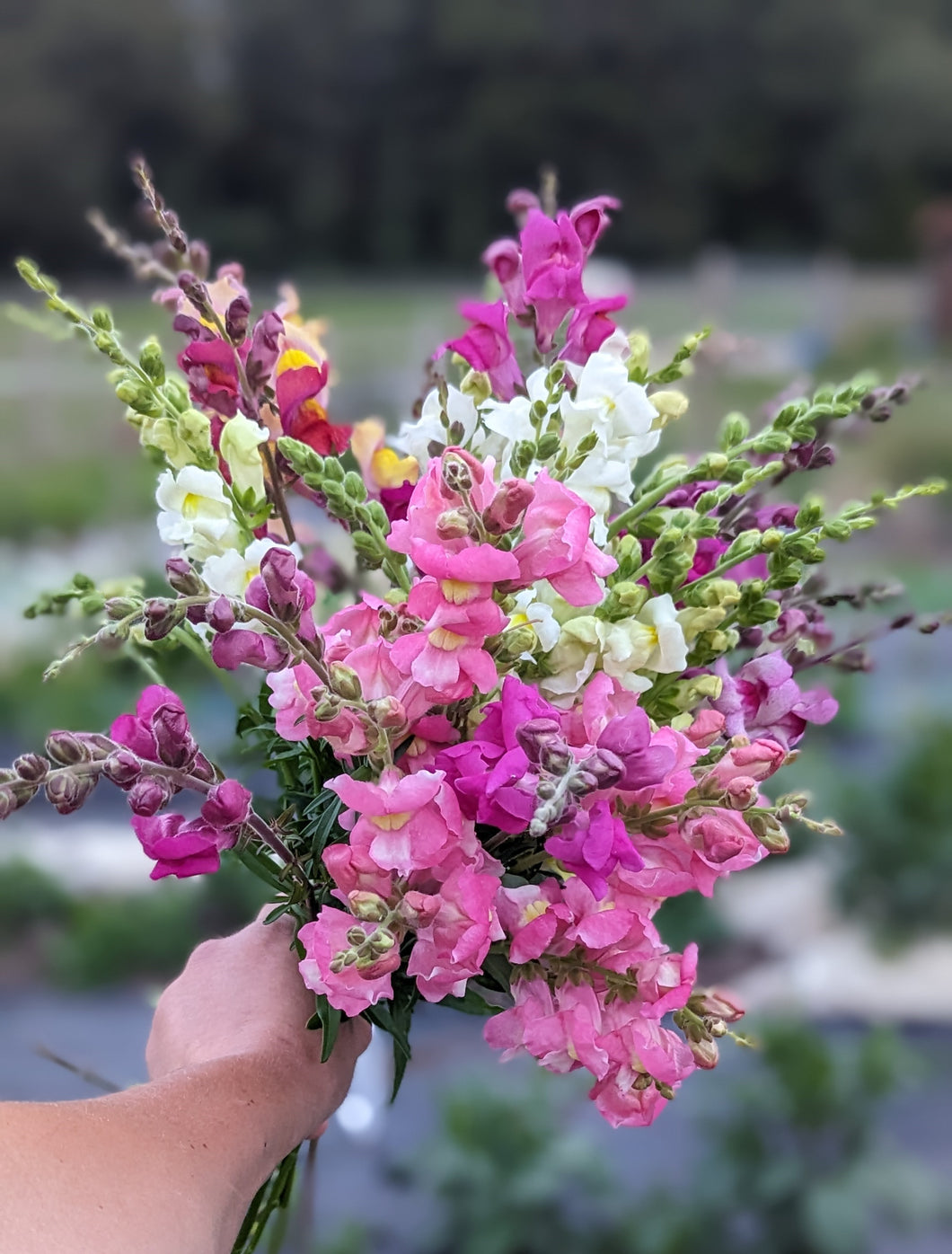 Seasonal Hand-tied Bouquet